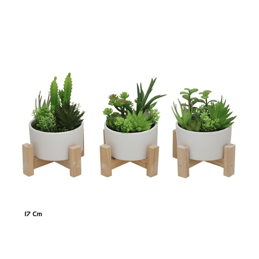 Alpha 55 Succulente en pot céramique avec support en bois