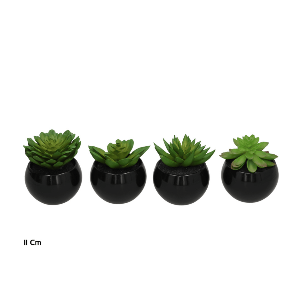 Alpha 55 Succulentes en pot céramique déco moderne