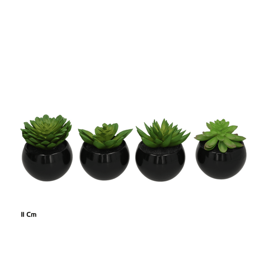 Alpha 55 Succulentes en pot céramique déco moderne