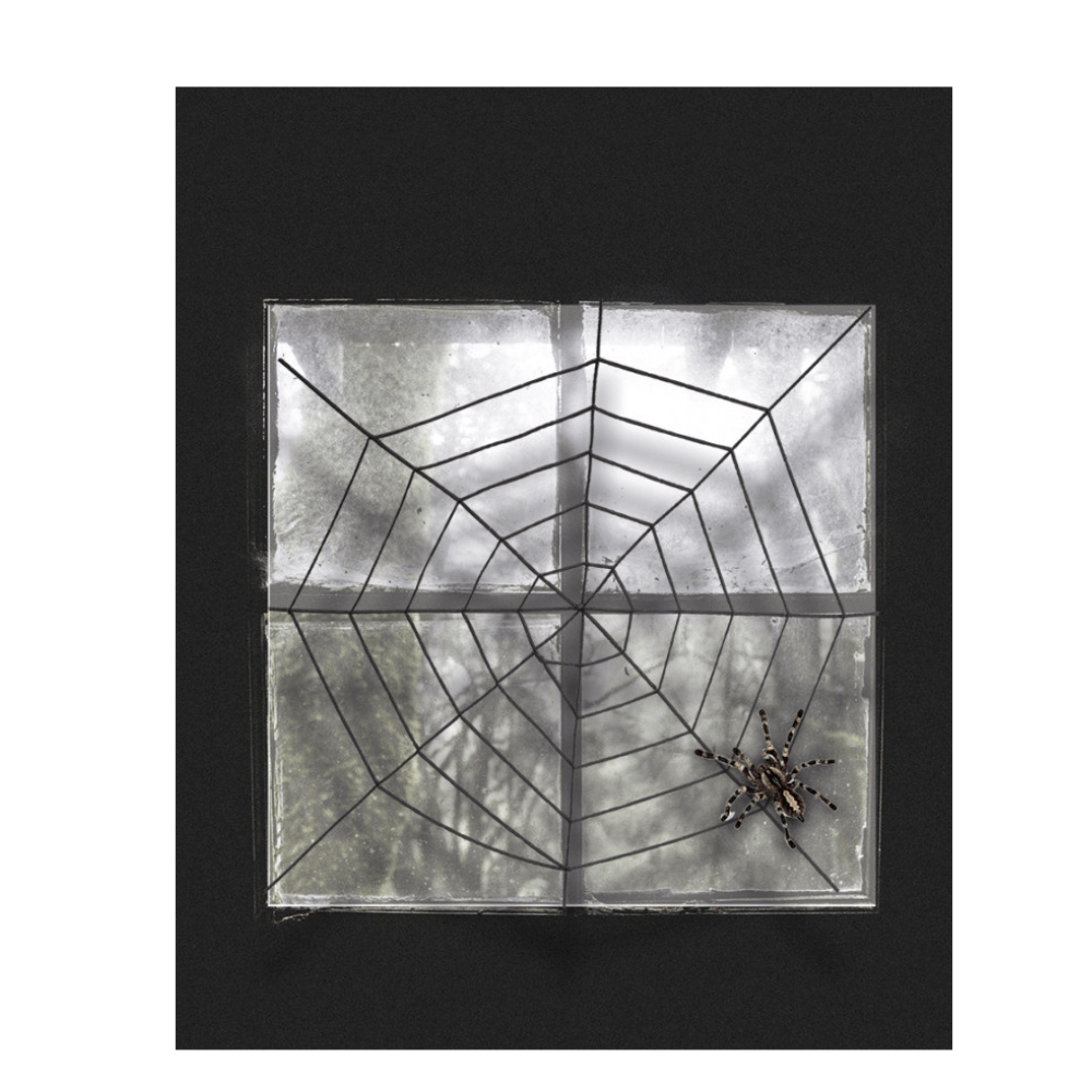 Alpha 55 Toile d’Araignée 1,5 m Décoration Halloween