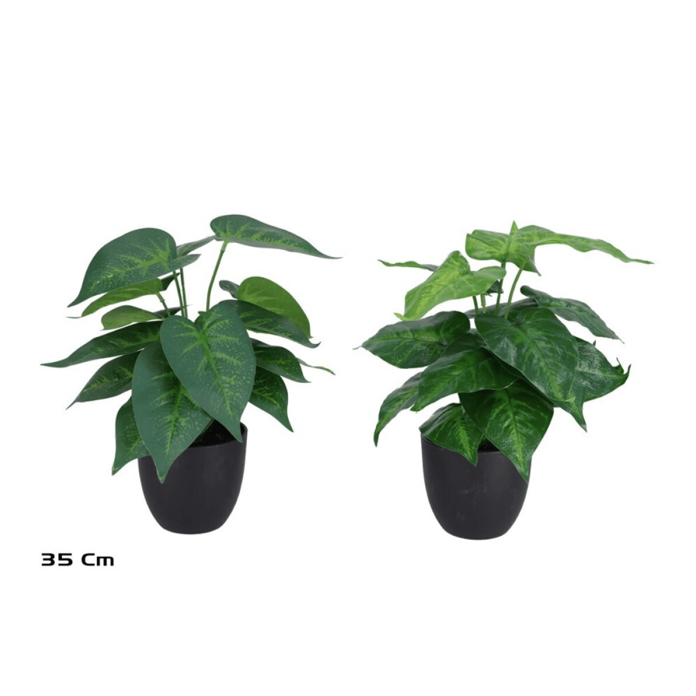 Alpha 55 Vert Plante Taro verte déco naturelle